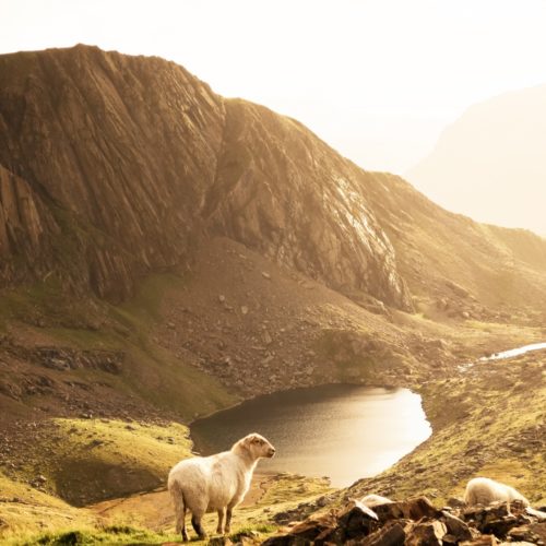 Welsh Government publishes White Paper on Brexit