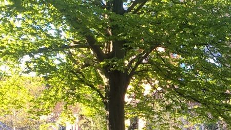 Thomson providing arboricultural solutions for Root Protection Areas