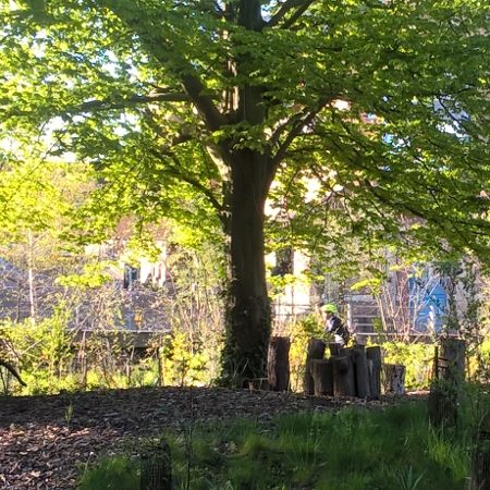 Thomson providing arboricultural solutions for Root Protection Areas