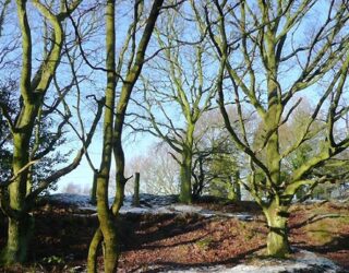 Thomson Ecology win tender to survey for tree hazards on 21 sites