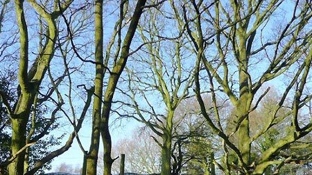 Thomson Ecology win tender to survey for tree hazards on 21 sites