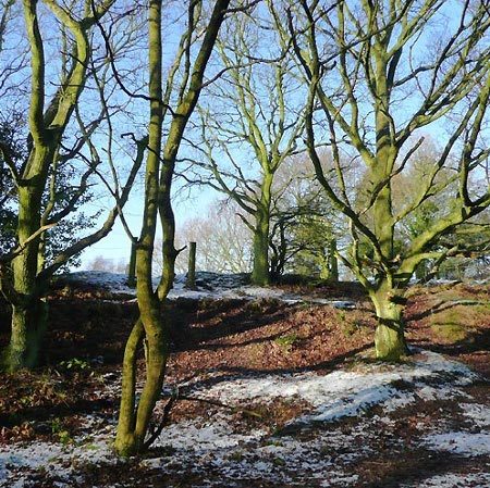 Thomson Ecology win tender to survey for tree hazards on 21 sites