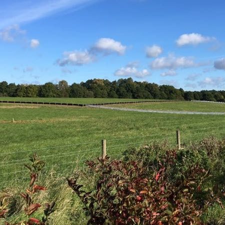 Careful reptile and great crested newt works