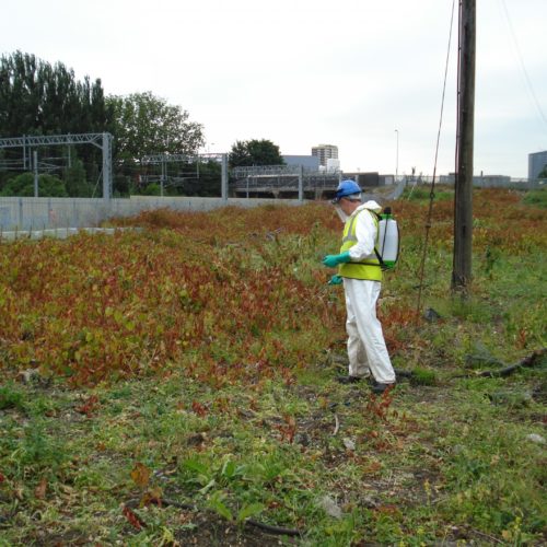 Homeowners sue for drop in property value from Japanese knotweed