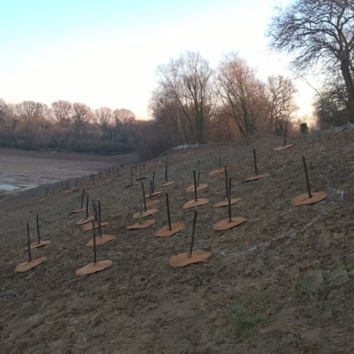 Winter planting tips and recommendations