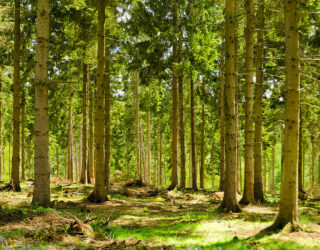 Creating the Northern Forest