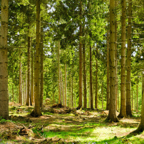 Creating the Northern Forest