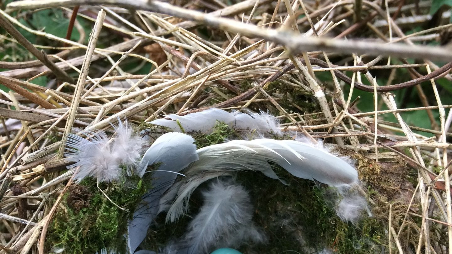 Early Nesting Birds – things to remember