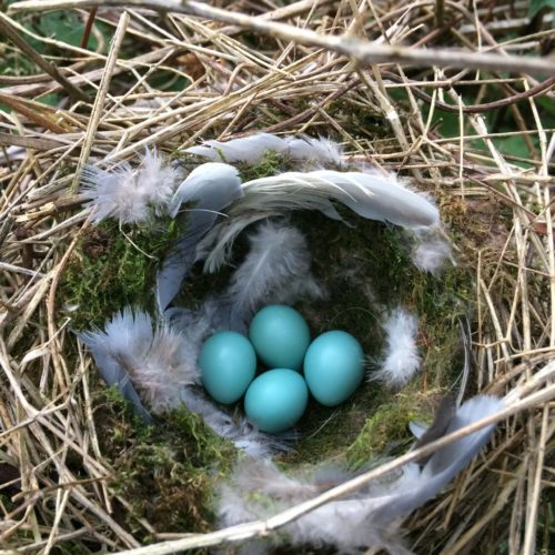 Early Nesting Birds – things to remember