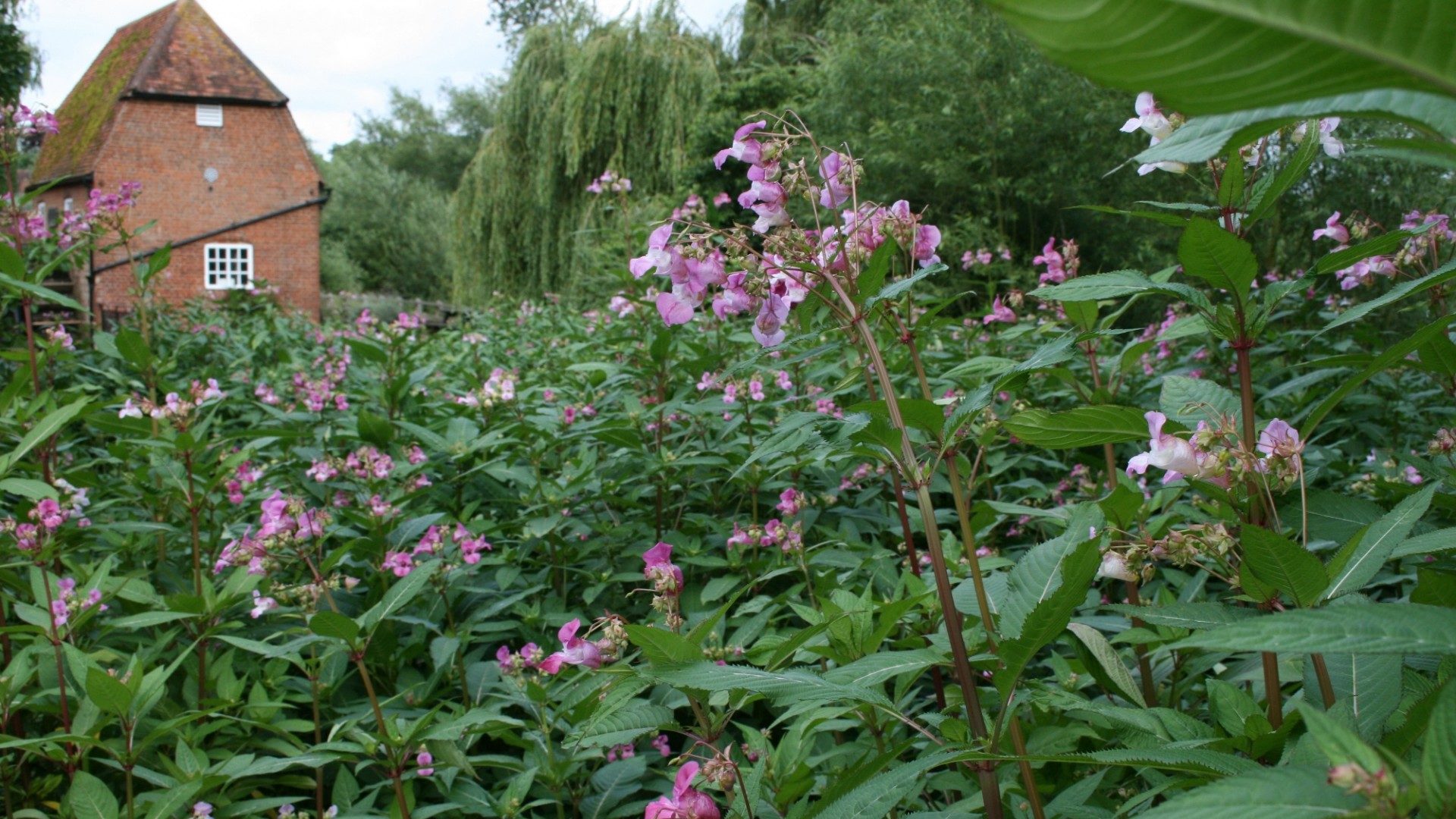 Invasive Species Week 2018 2