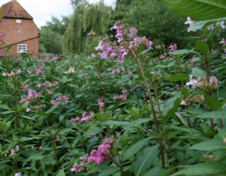 Invasive Species Week 2018 2