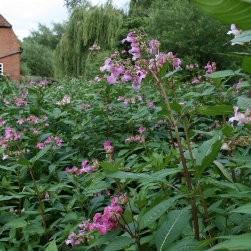 Invasive Species Week 2018 2