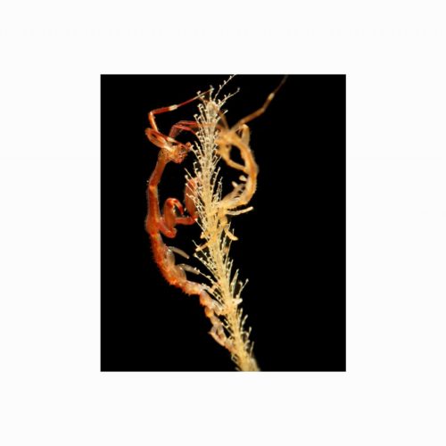 Hitchhikers, Invasive species and why you should 