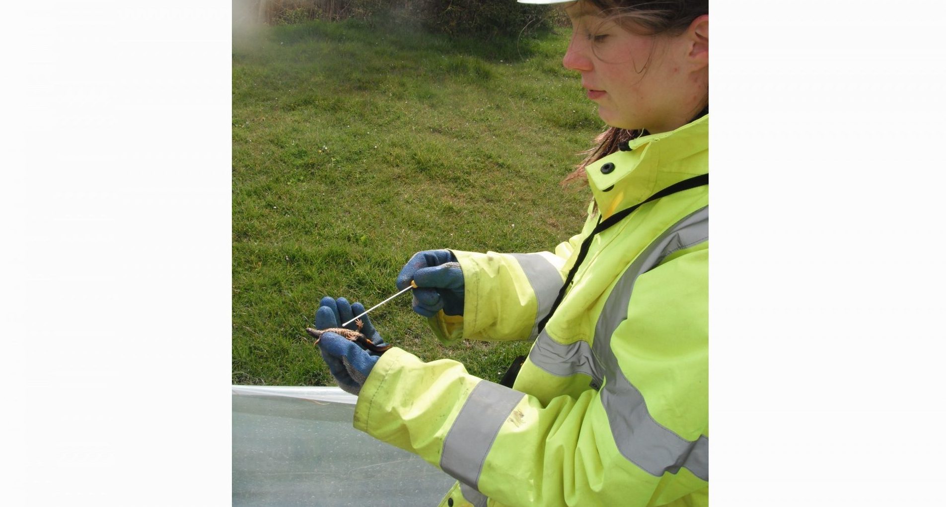 Invasive species and exotic pets