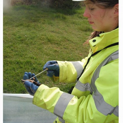 Invasive species and exotic pets