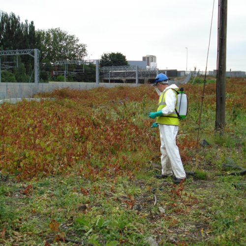 Invasive species week - how we treat invasive species