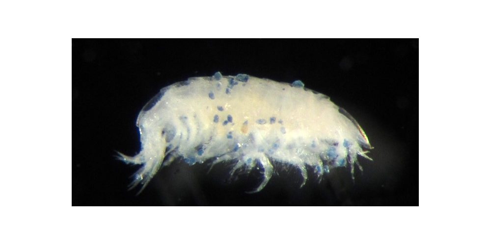 Amphipod shrimp with microplastic granules attached