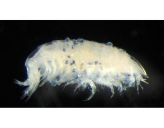 Amphipod shrimp with microplastic granules attached