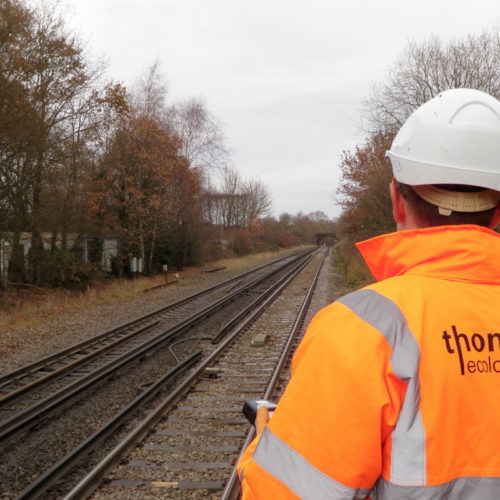 Thomson providing Network Rail with ecological training