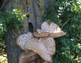Polyporus squamosus or Dryad's saddle