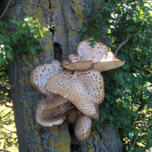 Polyporus squamosus or Dryad's saddle