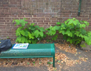Japanese knotweed on an exterior wall of a school, north London