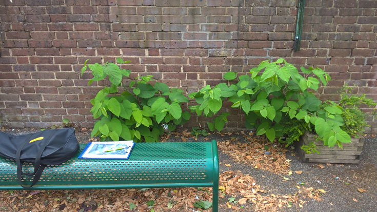 Japanese knotweed on an exterior wall of a school, north London