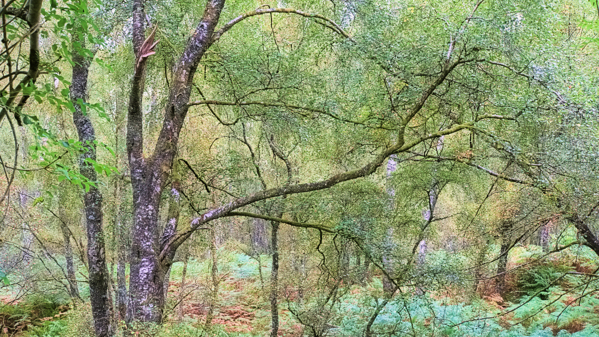 Silver Birch trees and braken, Scotland © Shiny Photo Scotland / Flickr.com