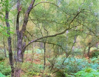 Silver Birch trees and braken, Scotland © Shiny Photo Scotland / Flickr.com