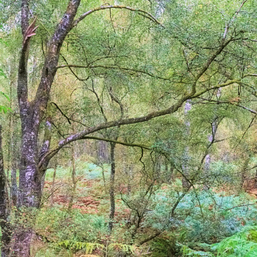 Silver Birch trees and braken, Scotland © Shiny Photo Scotland / Flickr.com