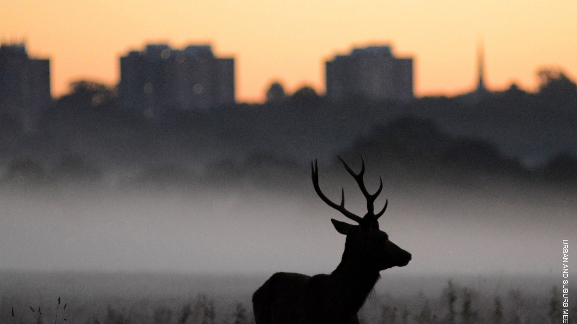 Stunning image of red deer wins our annual photography competition