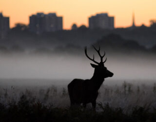 Stunning image of red deer wins our annual photography competition