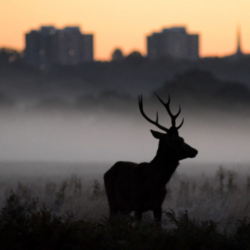 Stunning image of red deer wins our annual photography competition