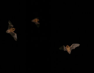 Are bats haunting your project plans?