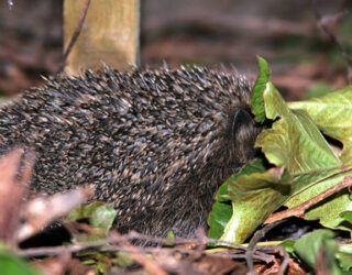 A hedgehog tries to hide in Autumn leaves © Rok Rose / Flickr