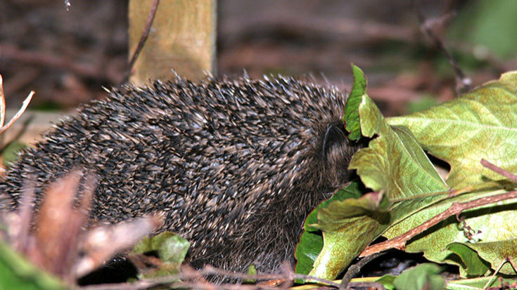 A hedgehog tries to hide in Autumn leaves © Rok Rose / Flickr