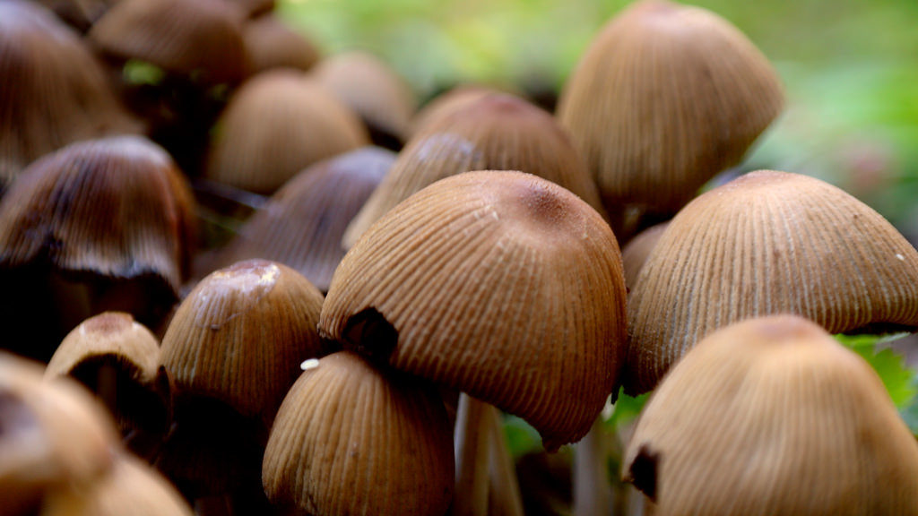 Fungus: the root to tree health and our safety