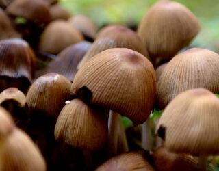 Fungus: the root to tree health and our safety