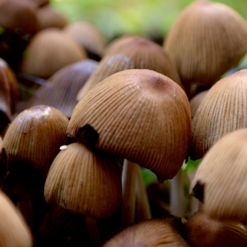 Fungus: the root to tree health and our safety