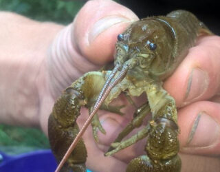 White-clawed crayfish, Essex © Thomson Environmental Consultants