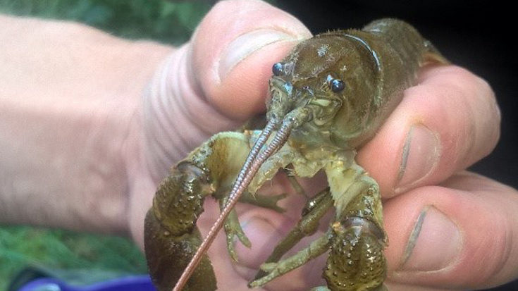 White-clawed crayfish, Essex © Thomson Environmental Consultants