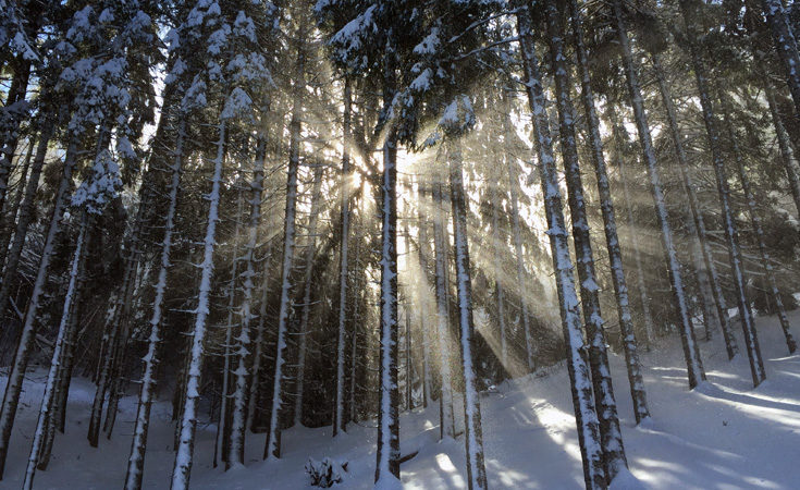 Snowy pine forest © Elisa Coluccia / Unsplash