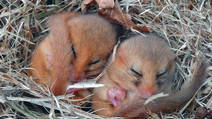 Male and female dormice in torpor © Kentish Plumber / Flickr.com