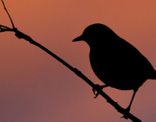 Redwing on a branch at sunset © Phil McIver / Flickr