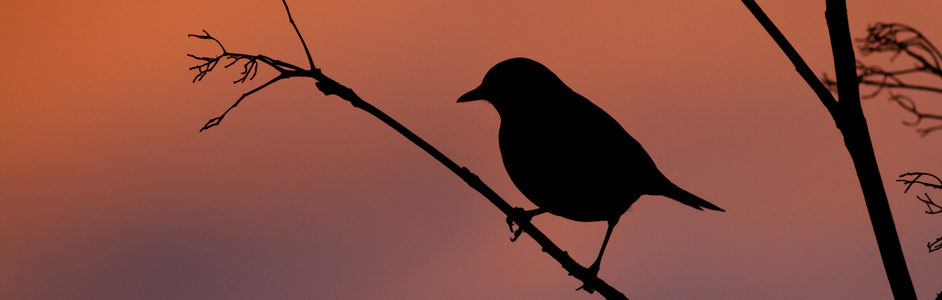 Redwing on a branch at sunset © Phil McIver / Flickr