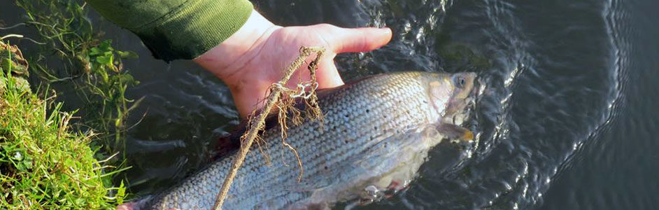 Grayling fish being released back in a water-body © Joseph Baker / Thomsonec