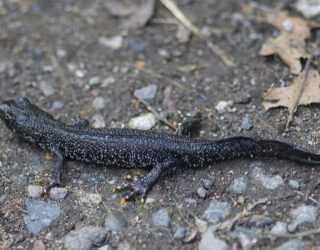 Great crested newt on land © Laurence Livermore