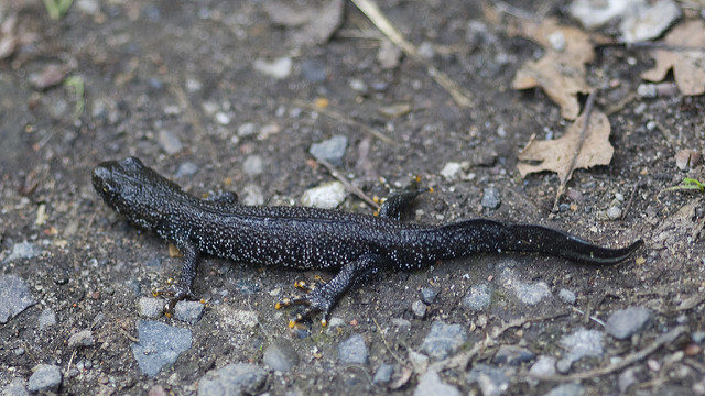 Great crested newt on land © Laurence Livermore