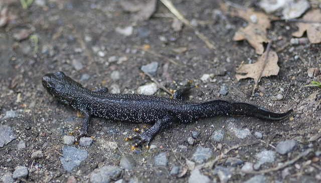 Great crested newt on land © Laurence Livermore