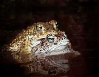 Natterjack toads mating © Armando Caldas